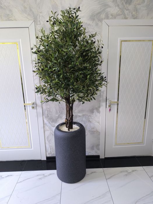 Оливковый дерева Зайтун дарахт