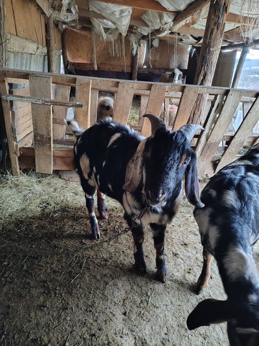 Vand țap anglo nubian