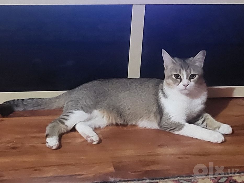 Кошка котёнок в ДОБРЫЕ РУКИ