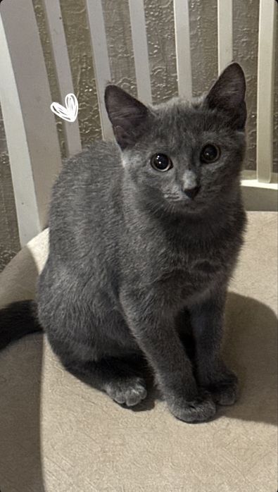 Котенок -мальчик 3 месяца