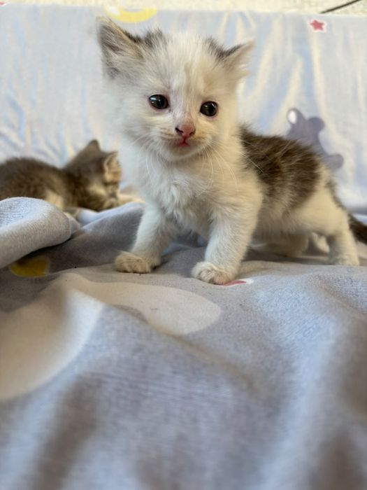 Отдам котят срочно