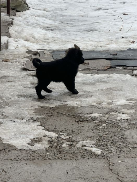 Щенки овчарки и тобета
