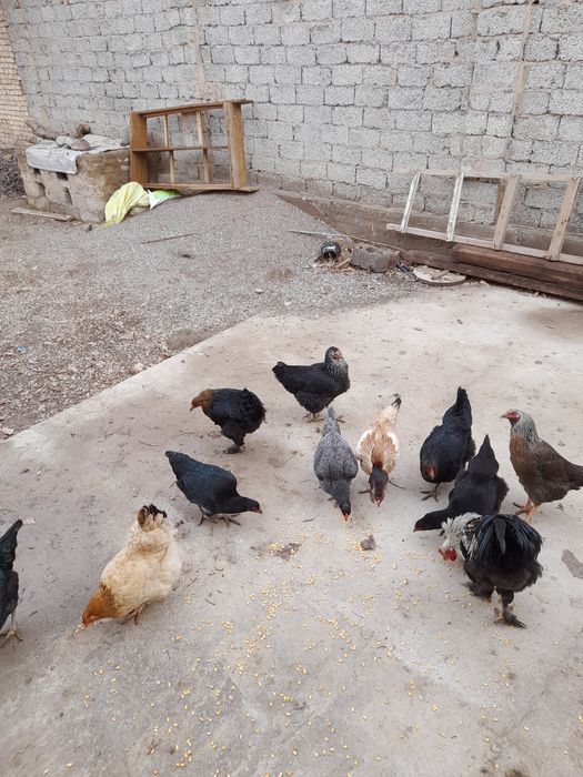 Xòroz va tovuq sotiladi.