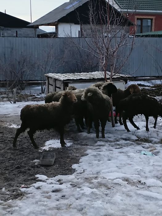 Кішірек тоқтылар сатамын