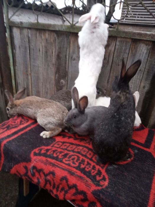 Vând iepuri, 6 femele.