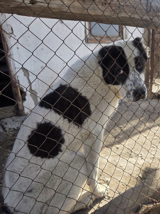 Продам щенка Алабай