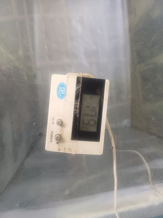 Маразилник 320летрли