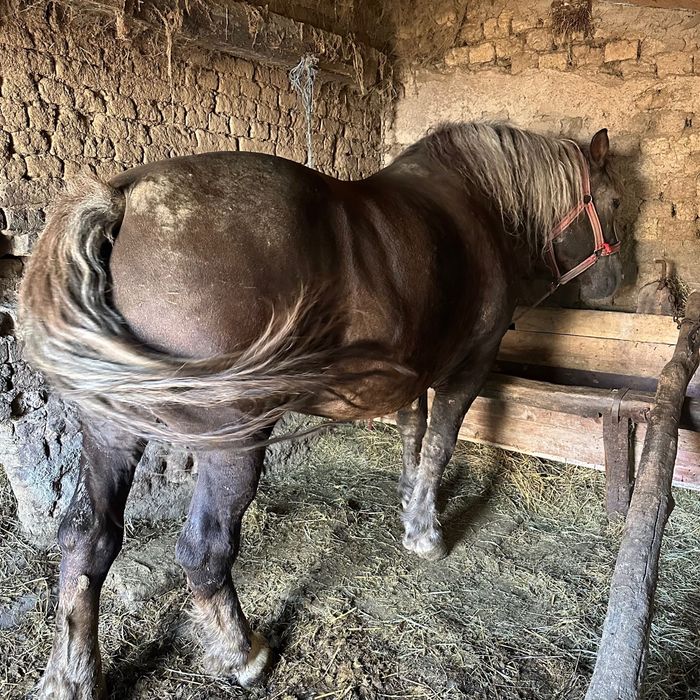 Vând iapă ciocolatie de 8 ani