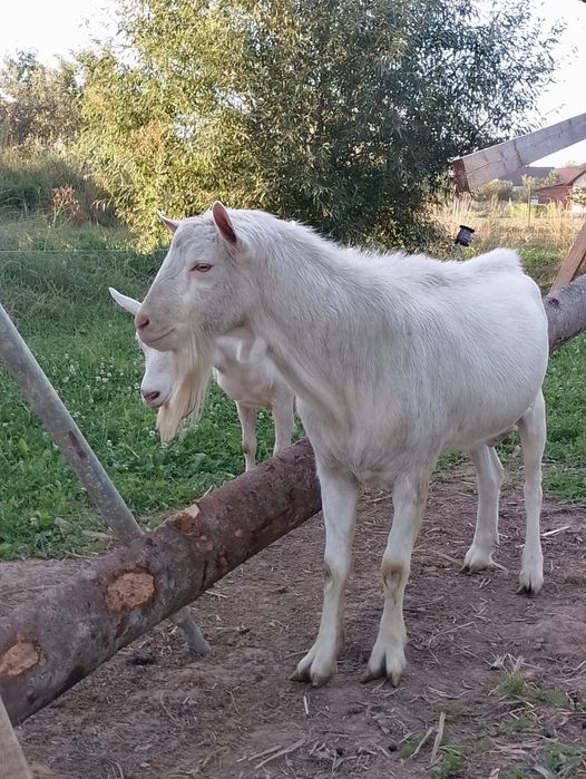 De vânzare țap saanen