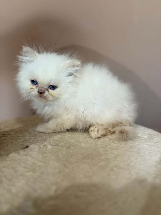 Персийско коте момченце