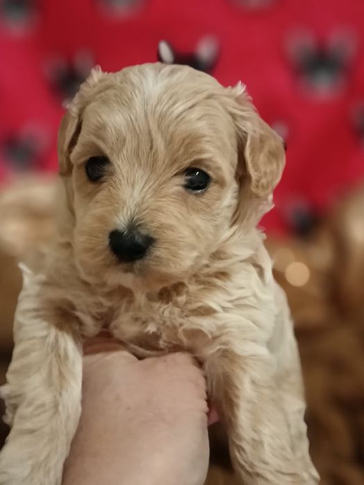 Чудесные Мальтипушки готовы к брони