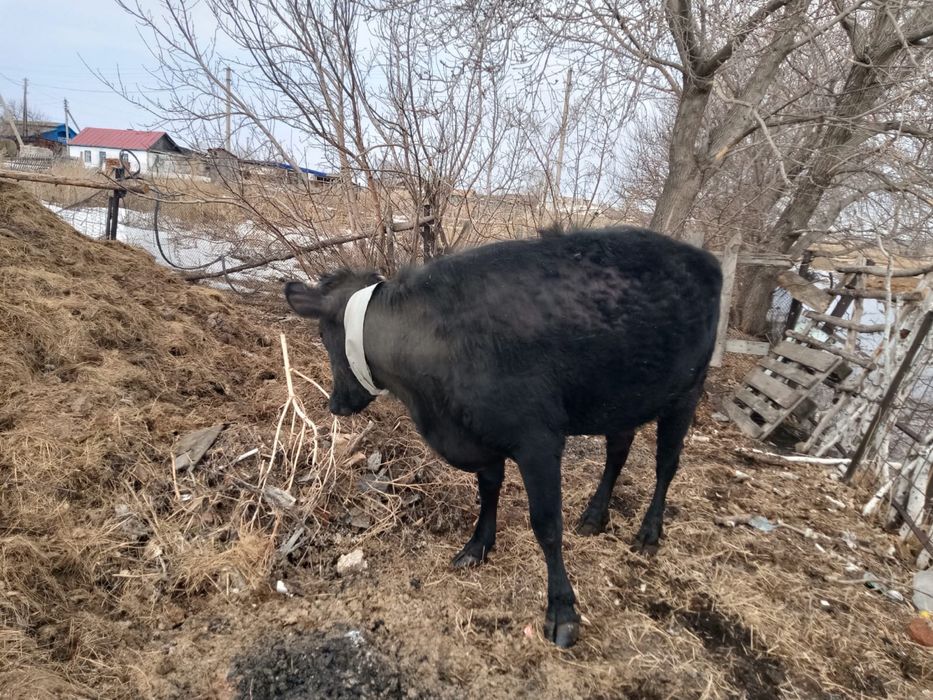 Продам продам…..