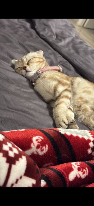 Вислоухая шотландская кошка