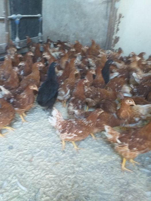 Avem puicuțe ouătoare!!!