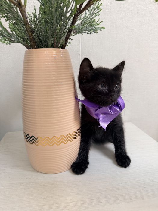 Отдадим котят в добрые руки