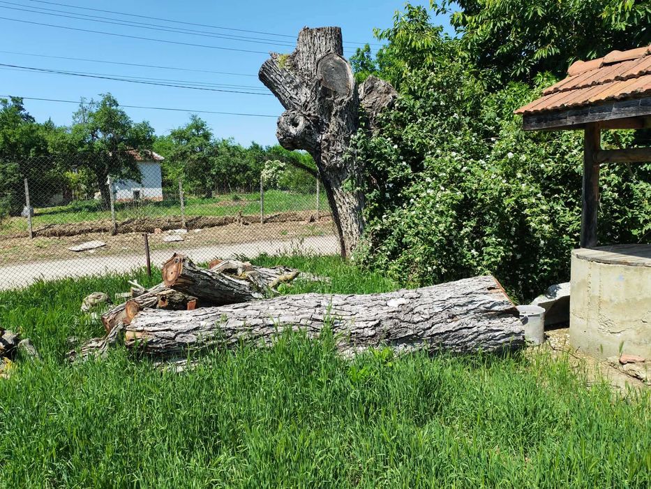 Продава се дърво орех.