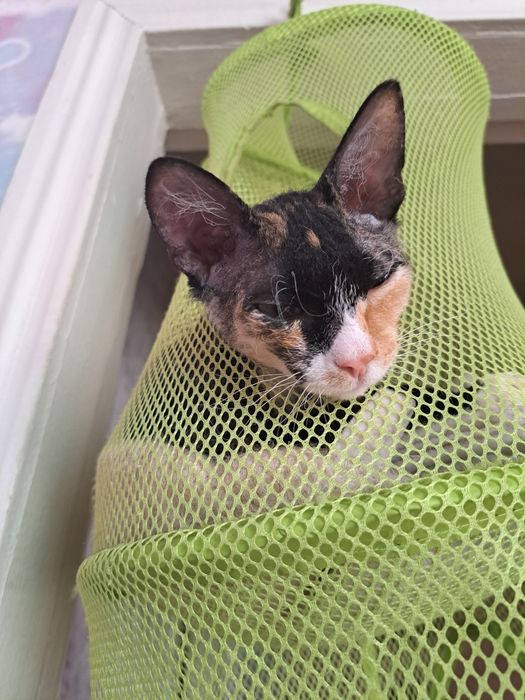 Вязка. Ищем котика для кошечки.