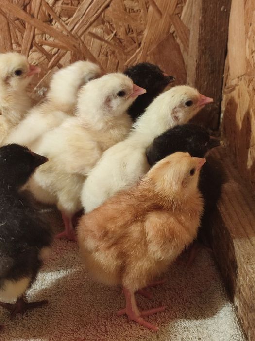 куриные инкубационные яйца