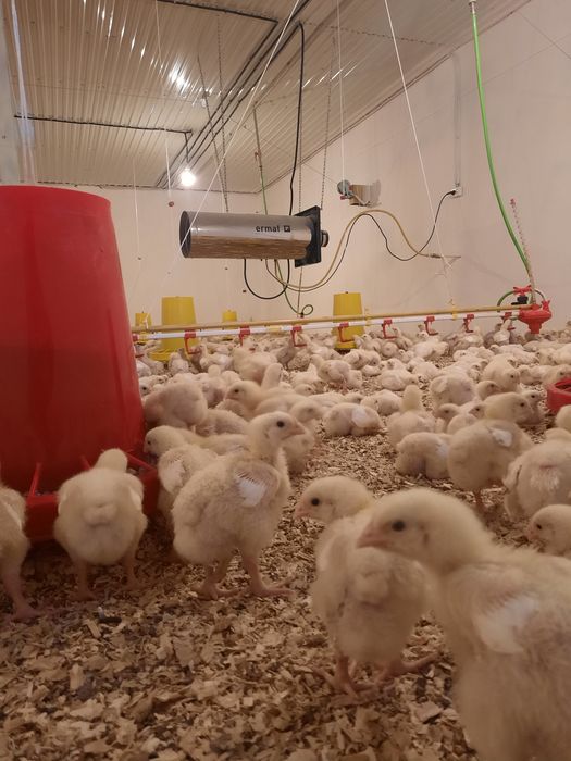 Бройлеры Росс 308