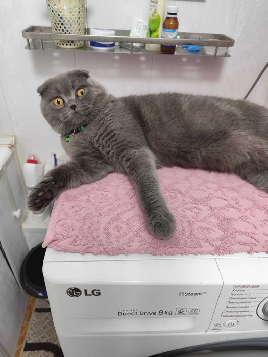 Вязка скоттиш фолд