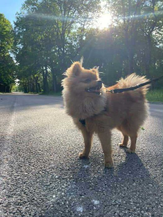 Женски померан може и бартер(телефон)