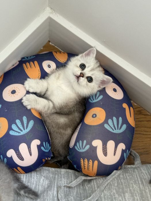 Продается котята !