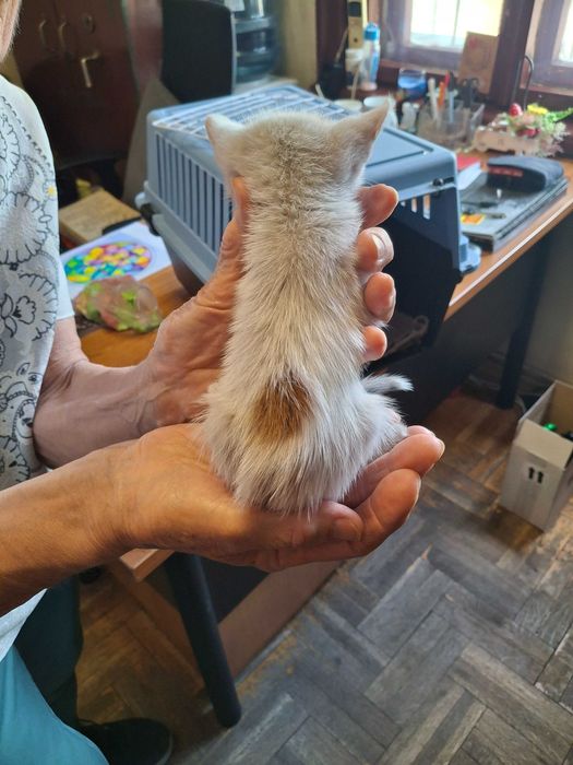Котета на около 1-2 месеца в гр.София, Лозенец.  Бяло с оранжеви петънца също.