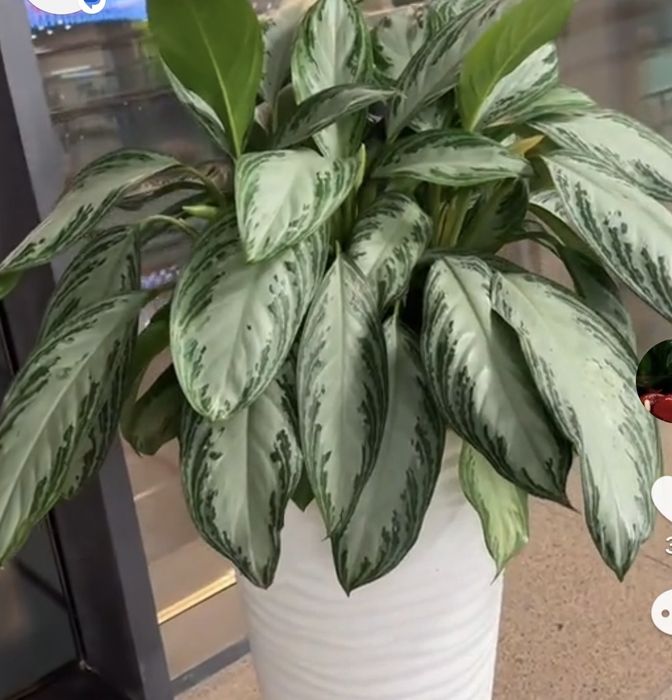 Осындай гул іздеймін