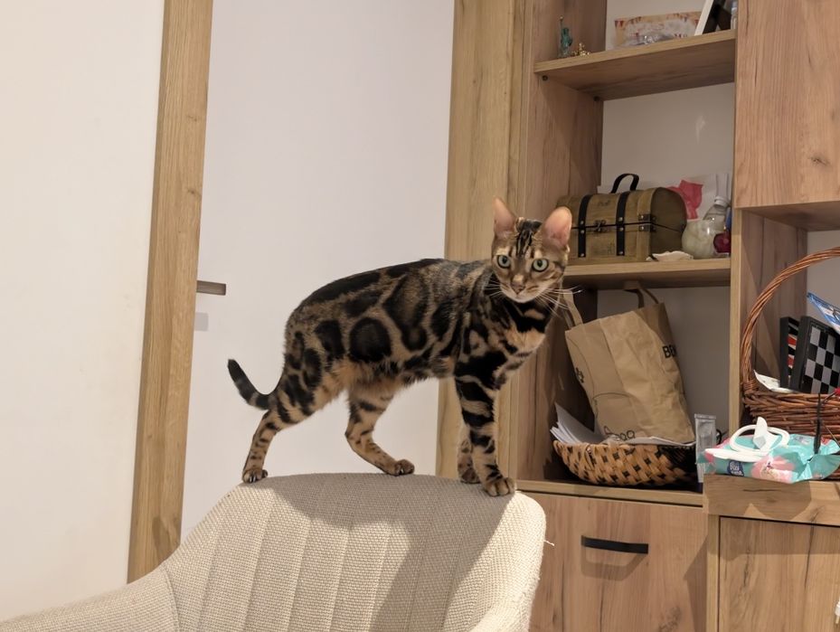 Бенгалска женска котка