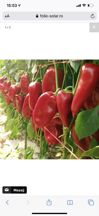 Rasad ardei / Rasaduri de ardei kapia ureche de elefant