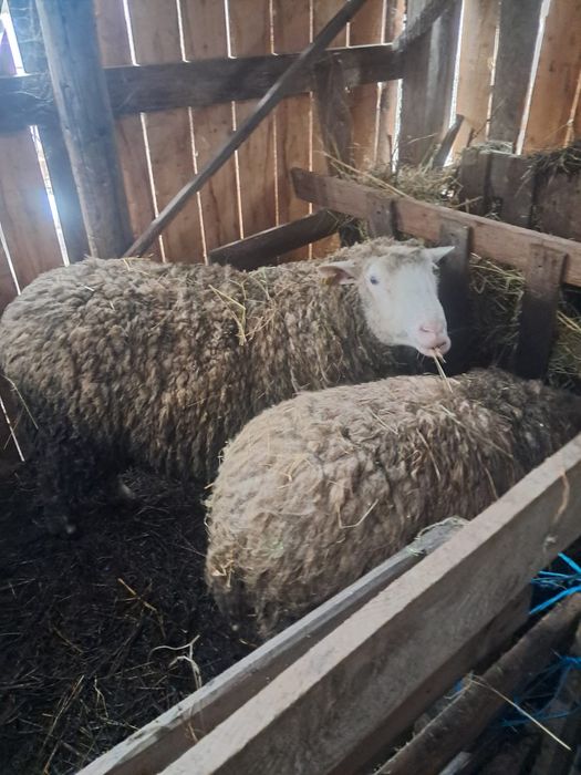 Vând berbeci rasa Ill de France