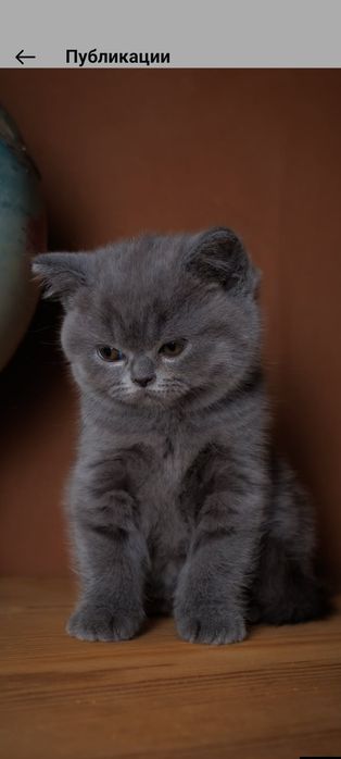 Британский котенок мальчик