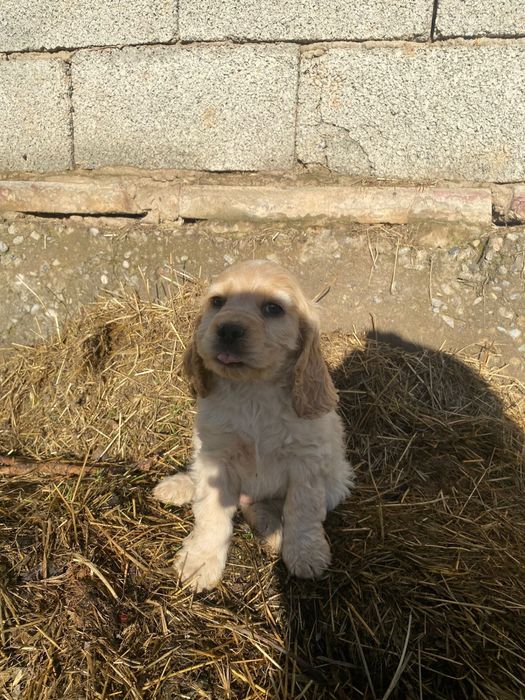 Англиский спаниель