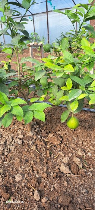 limon ko'chati miyer sorti