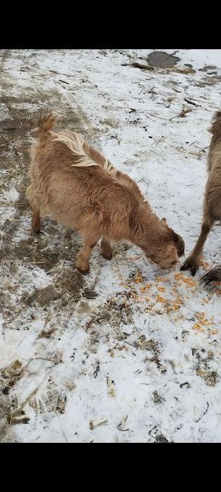Capră gestantă și iada ei vând preț 800 lei