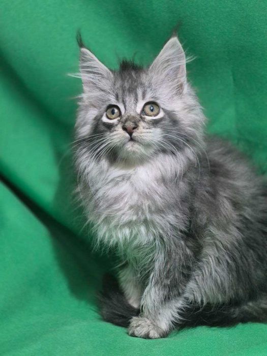 Котенок Мейн кун девочка чистокровная