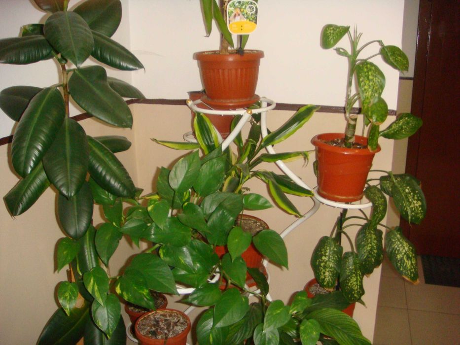 Sony Cyber-shot DSC-T200