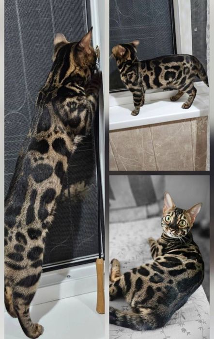 Бенгальский котенок мальчик и девушка