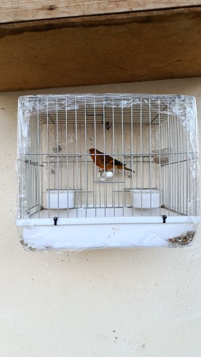 Гибрид Кокил Канарейка