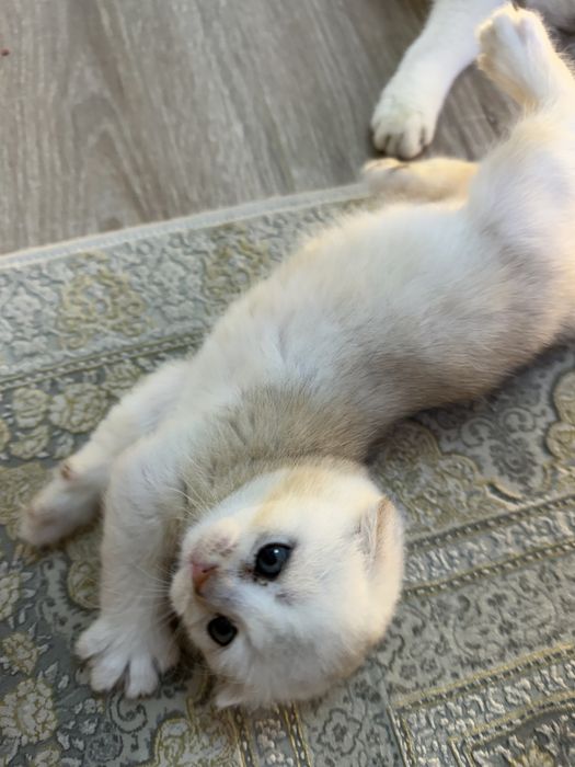 Котята вислоухие шиншиллы