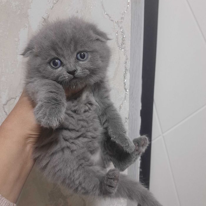 Skotish fold mushukchalar