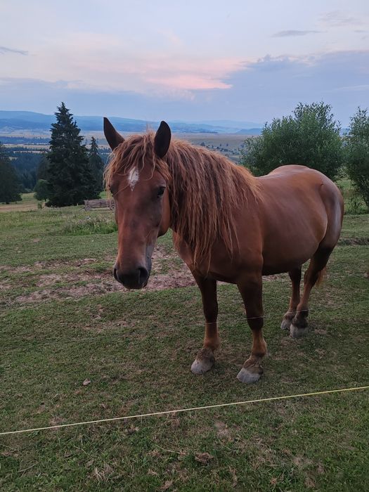 Vând iapa de 4 ani