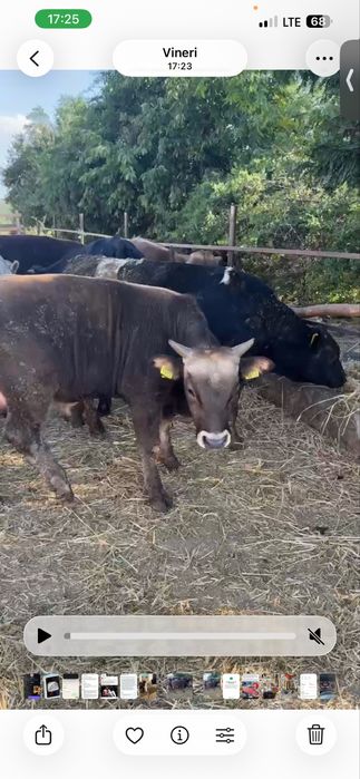De vanzare un lot de 37 de vitei cu media 300kg pret 23lei kg