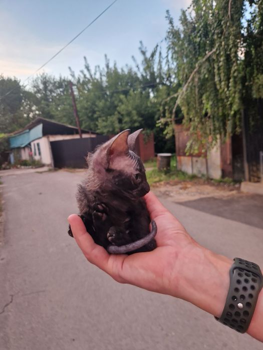Продам котёнка полукровка