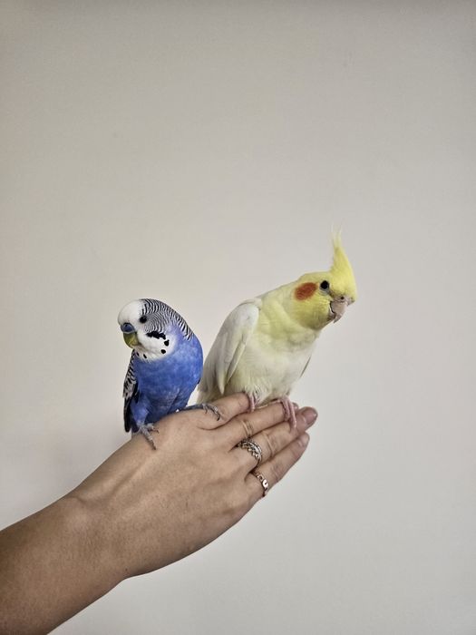 Пара ручных попугаев