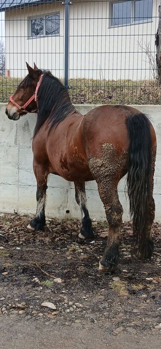 De vanzare iapa de 6 ani