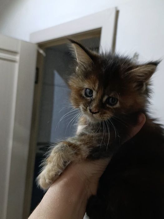 Котята Мейнкун Классик 65000