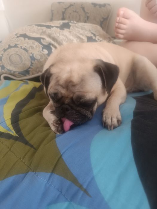 отдам мопса девочка срочно за 10000 обращаться