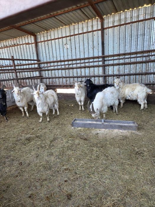 Текелер сатылады