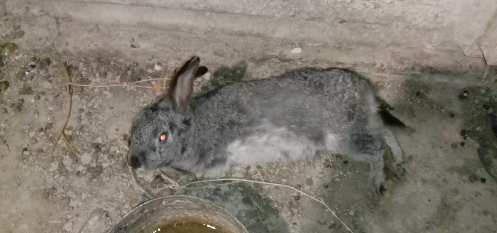 продам крольчиху